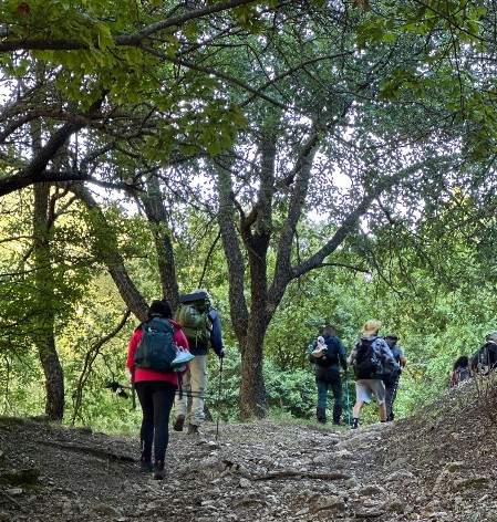 Il Cammino nel bosco Il bosco di Malabotta